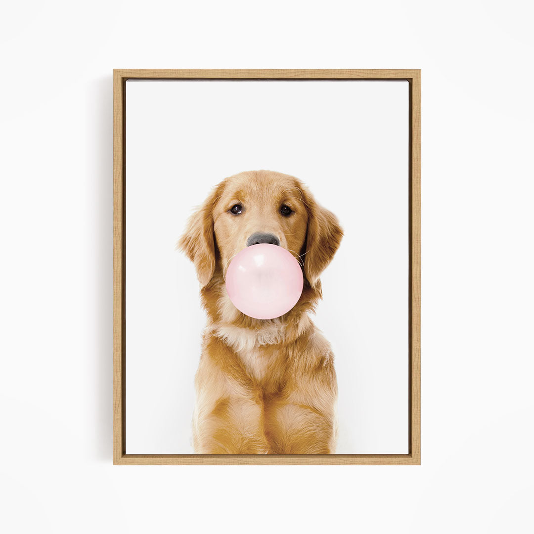 A golden retriever dog is sitting on a white background, holding a pink bubble gum bubble in its mouth.