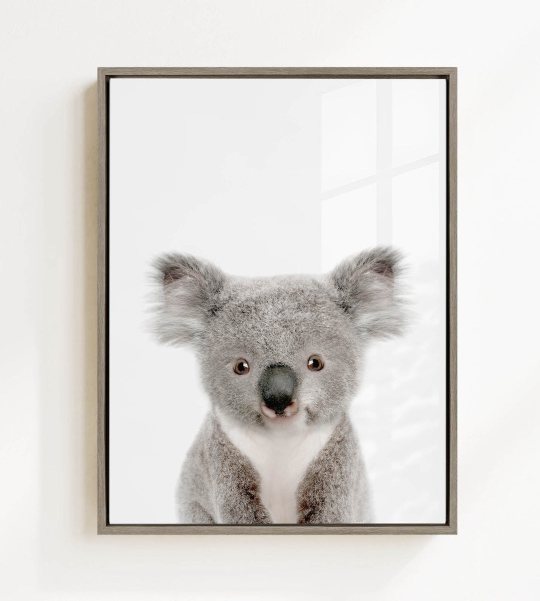 A framed photograph of a koala bear with a white background.