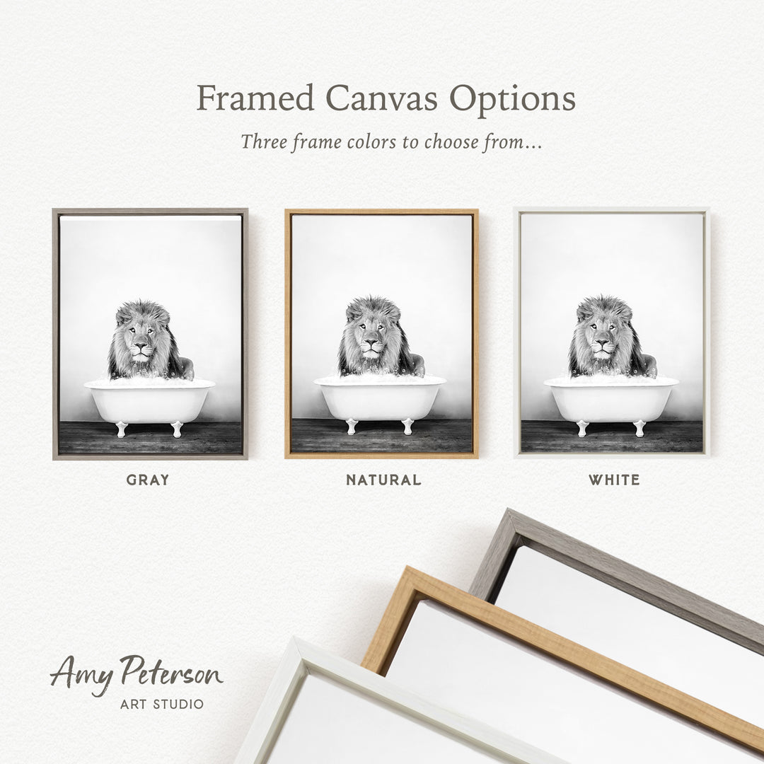 three framed canvas options, each featuring a black and white photograph of a lion sitting in a bathtub. The options include a gray frame, a natural frame, and a white frame.