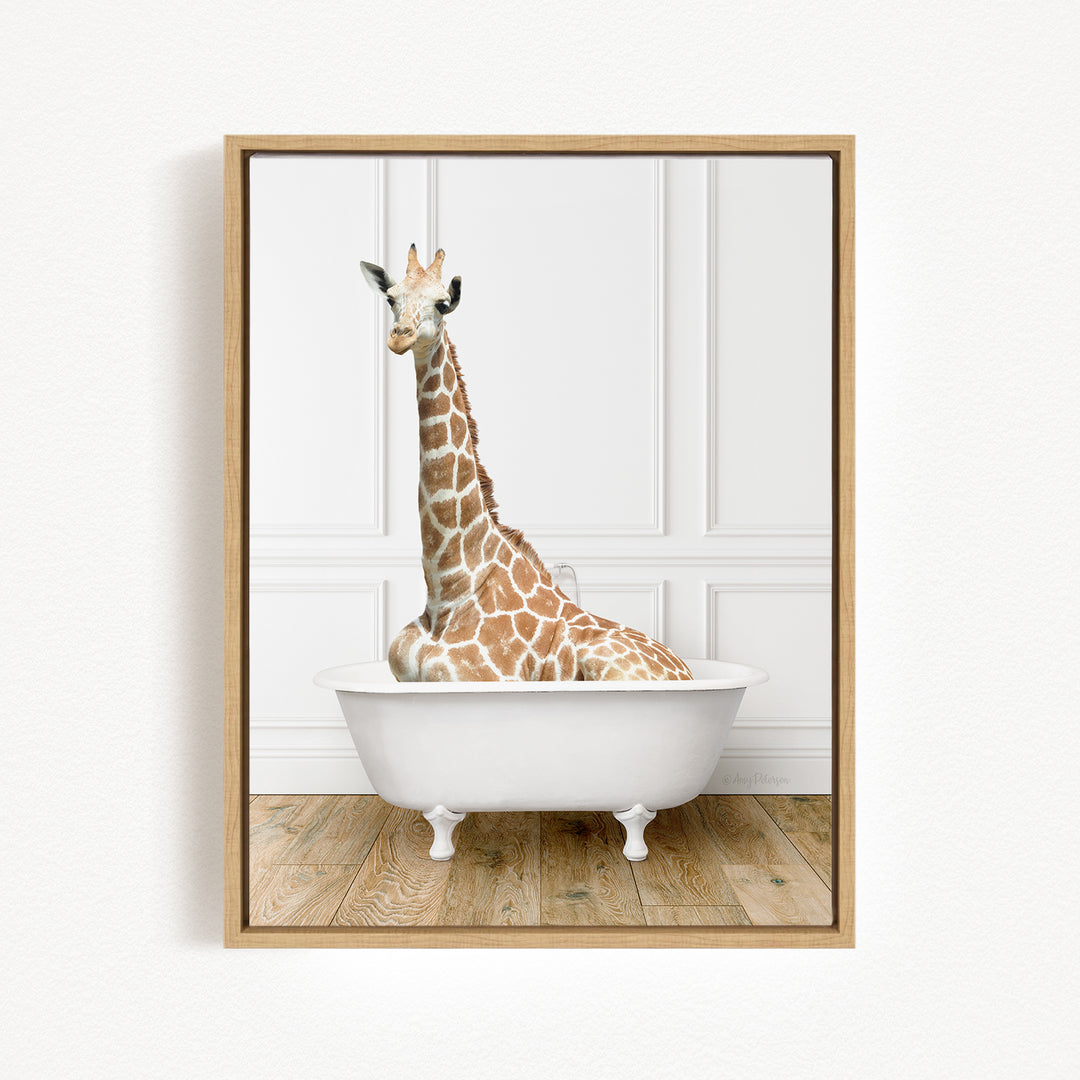A giraffe sitting in a white bathtub against a white background.