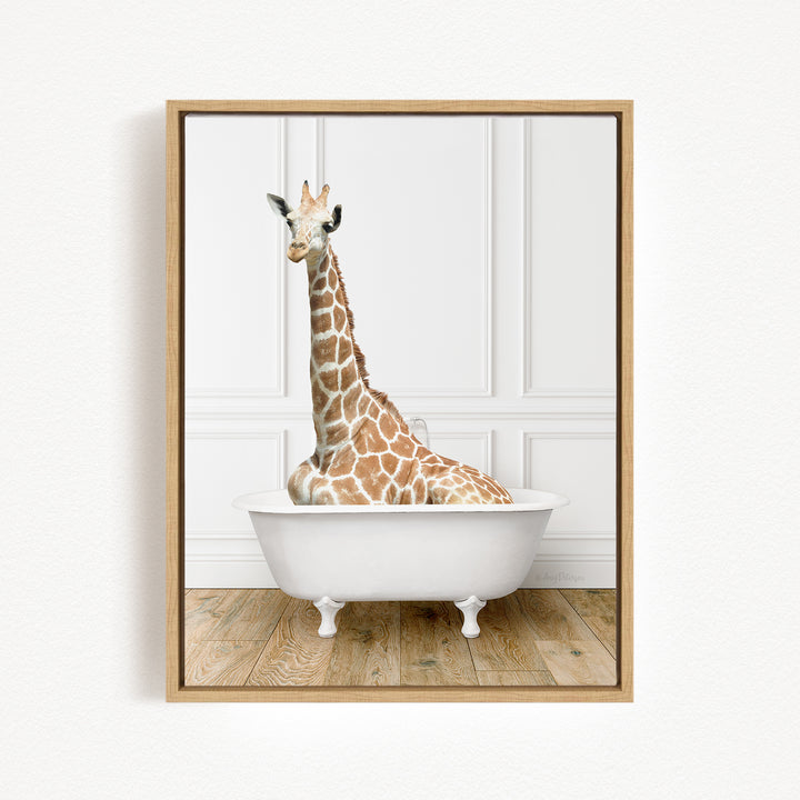 A giraffe sitting in a white bathtub against a white background.