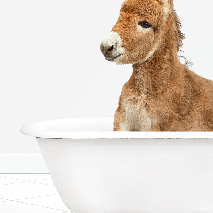 a baby donkey sitting in a bath tub