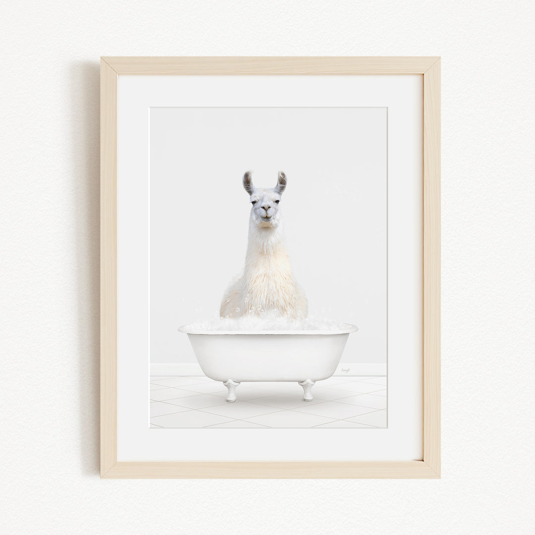 A white llama sitting in a white bathtub filled with bubbles.