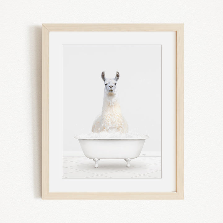 A white llama sitting in a white bathtub filled with bubbles.