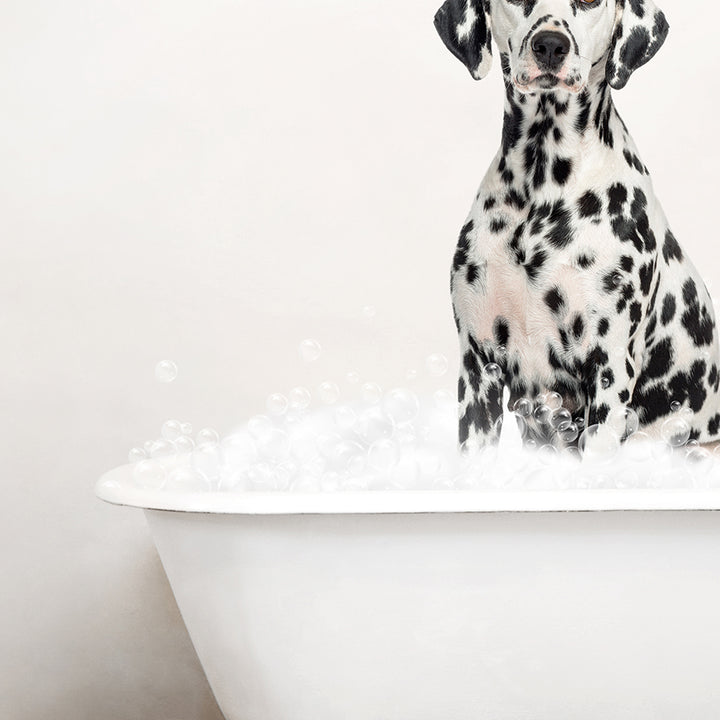 Dalmation in Rustic Bath Style