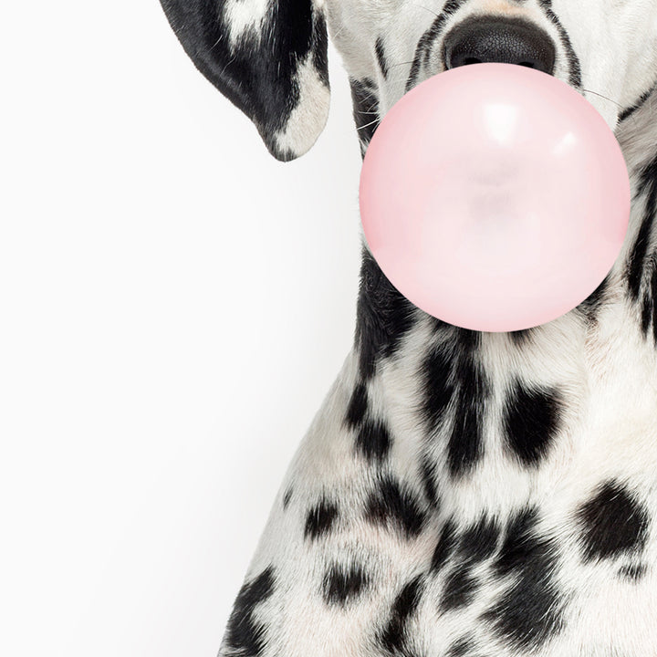 Dalmation Blowing Bubbles