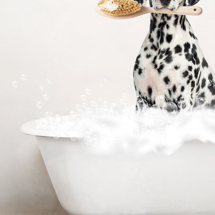 Dalmation in Rustic Bath Style Lots of Foamy Bubbles