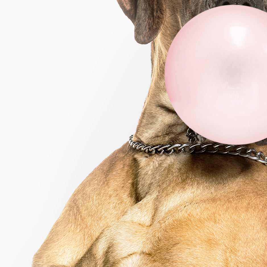 Great Dane Blowing Bubbles