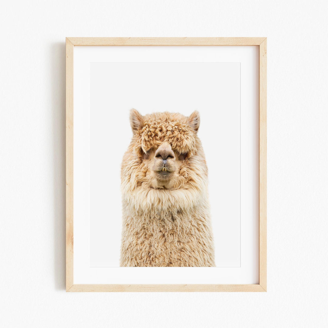a framed photograph of a llama's face