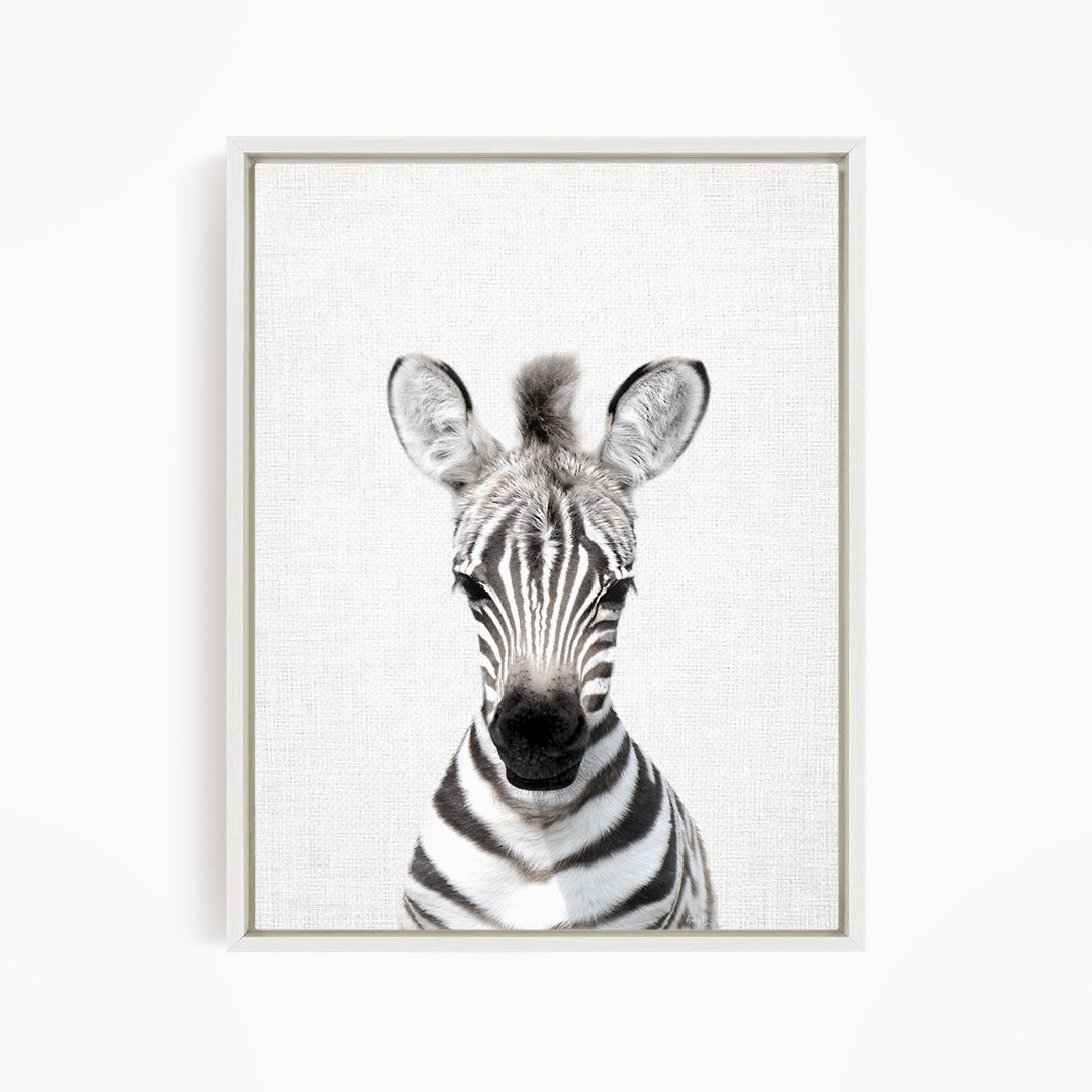A close-up portrait of a zebra, with its distinctive black and white stripes and alert expression, is the central focus of the image.