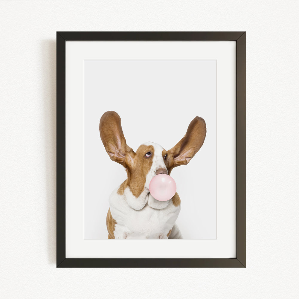 A brown and white dog with large ears is blowing a bubble with a pink bubble gum bubble.