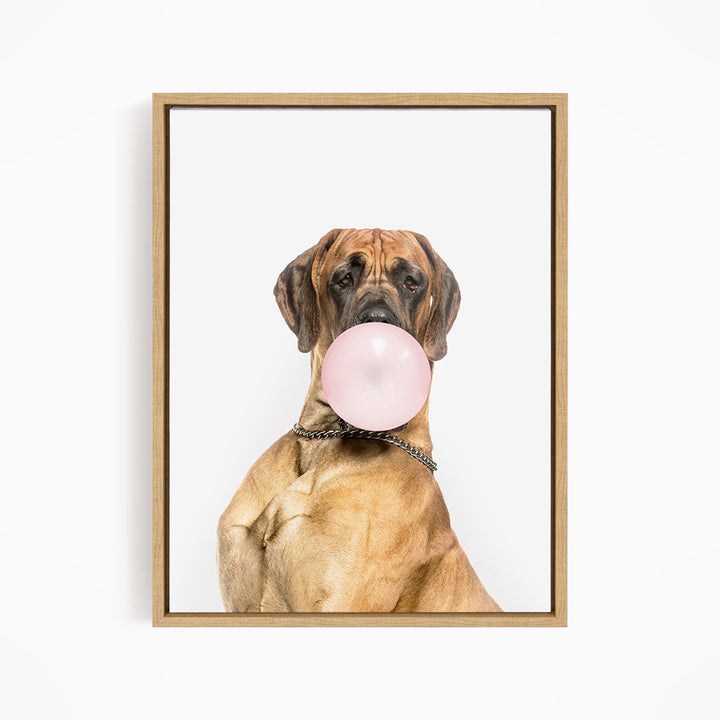 A brown dog with a pink bubble gum bubble in its mouth, wearing a collar.