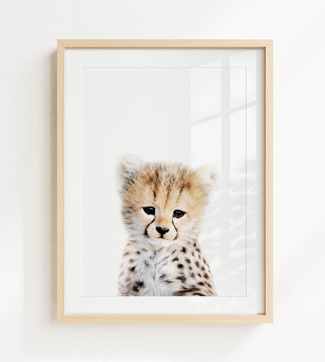 A young cheetah with a spotted coat gazes directly at the camera, its eyes full of curiosity and alertness.
