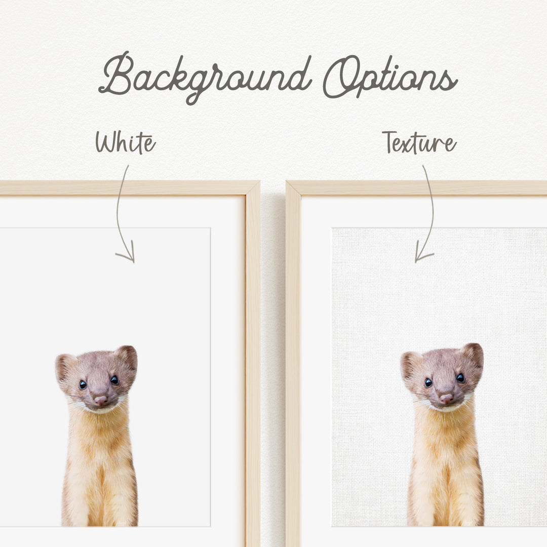 a cute brown and white animal, possibly a small rodent or rodent, with a white background. The animal is looking directly at the camera, giving a close-up view of its features.