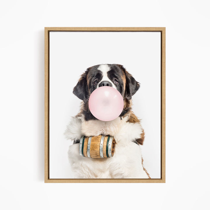 A Saint Bernard dog is sitting on a white surface, blowing a bubble with a pink bubble gum bubble.