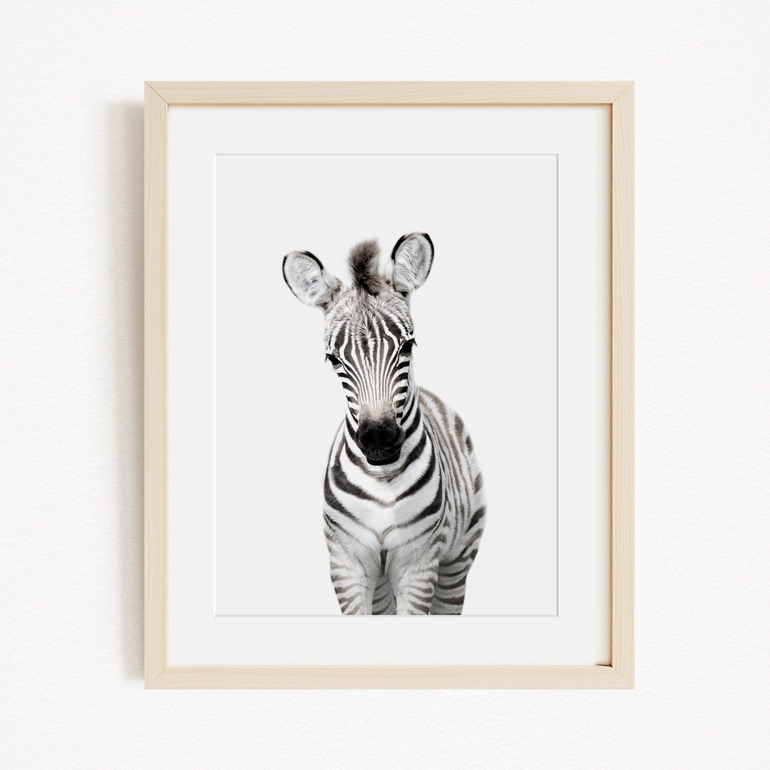 A framed black and white photograph of a zebra, with its distinctive black and white stripes and alert expression.