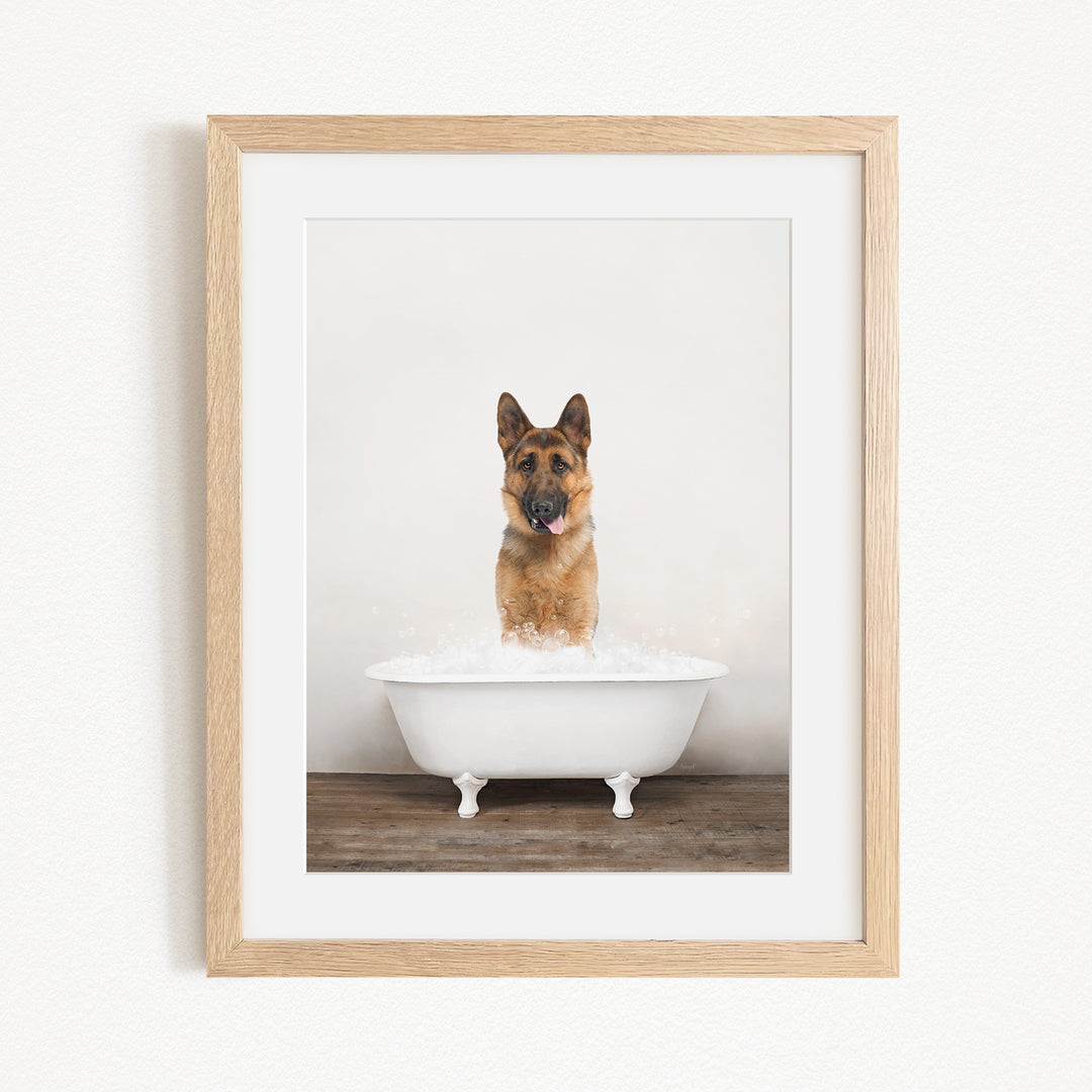 A German Shepherd dog sitting in a white bathtub filled with bubbles, looking directly at the camera with its tongue sticking out.
