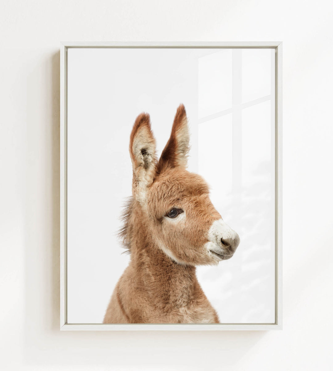 A close-up portrait of a donkey with a white face and brown ears, looking directly at the camera.
