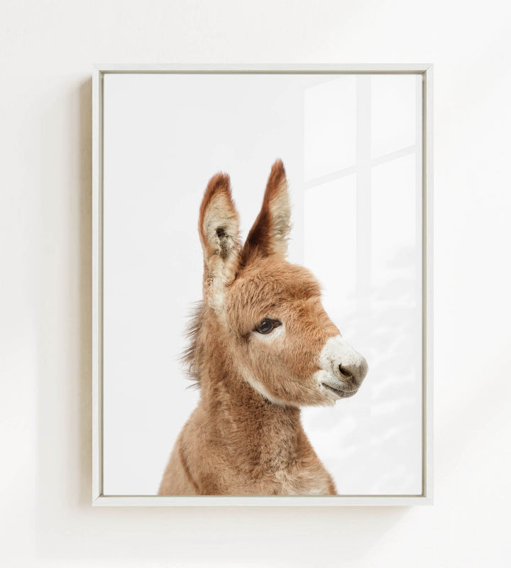 A close-up portrait of a donkey with a white face and brown ears, looking directly at the camera.