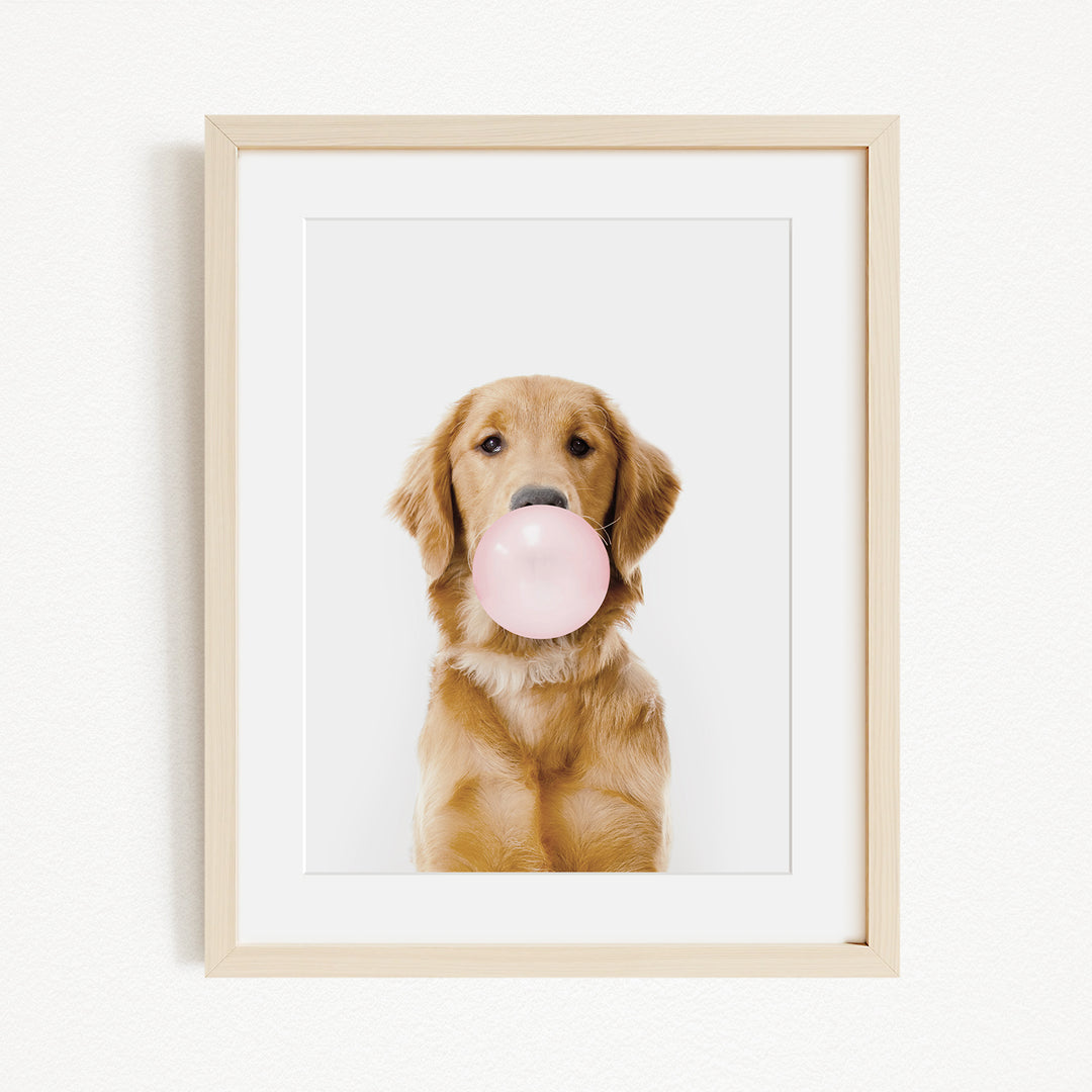 A golden retriever dog is sitting on a white background and holding a pink bubble gum bubble in its mouth.