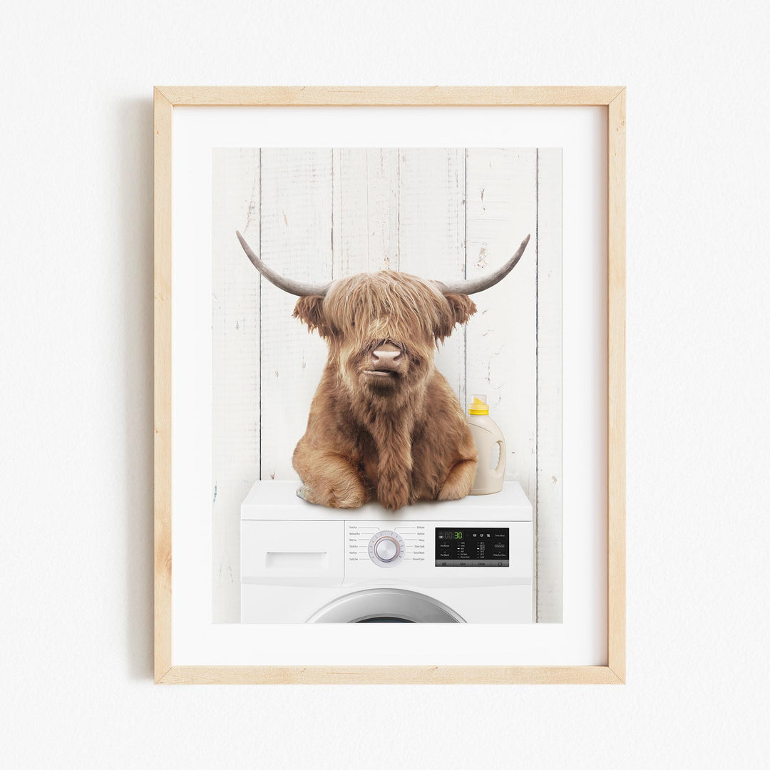 A Highland cow with shaggy brown hair sits atop a white washing machine, with a yellow bottle nearby.
