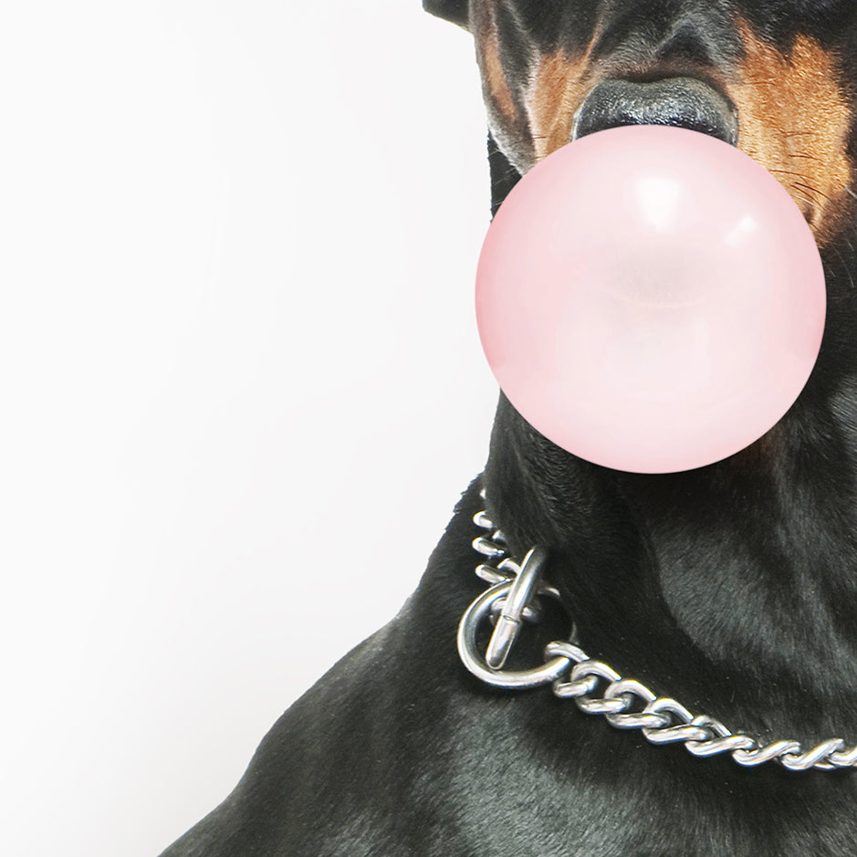 Doberman Pinscher Blowing Bubbles