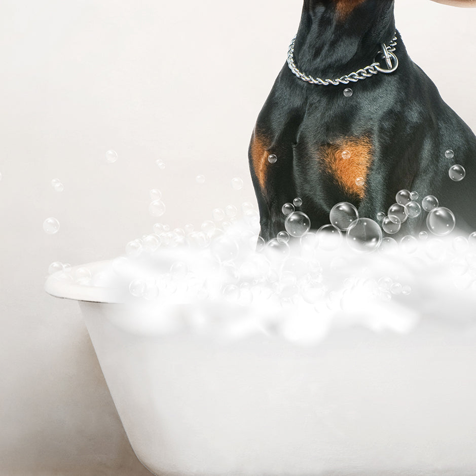 Doberman Pinscher in Rustic Bath Style Lots of Foamy Bubbles