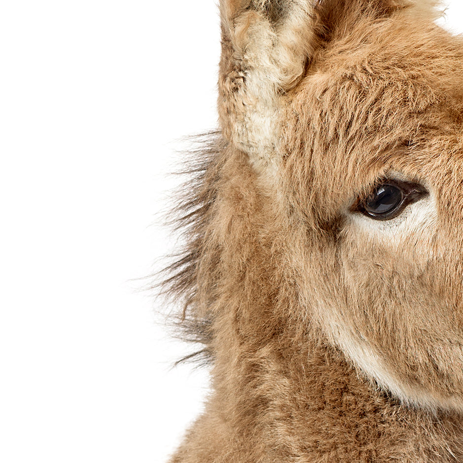 Baby Donkey Blowing Pink Bubble Gum