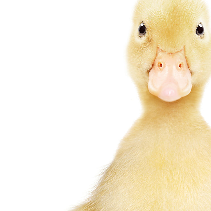 Baby Yellow Ducky - Baby Animal Portrait