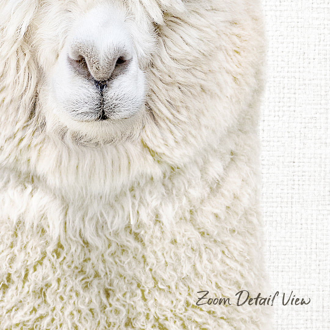 A close-up of a fluffy white sheep's face, with its soft, curly wool and distinctive features such as the nose and mouth clearly visible.