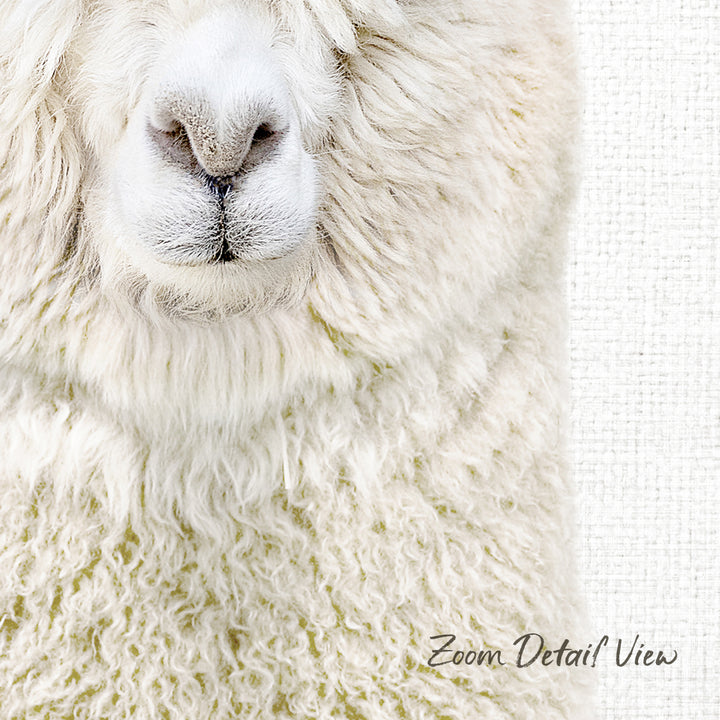 A close-up of a fluffy white sheep's face, with its soft, curly wool and distinctive features such as the nose and mouth clearly visible.