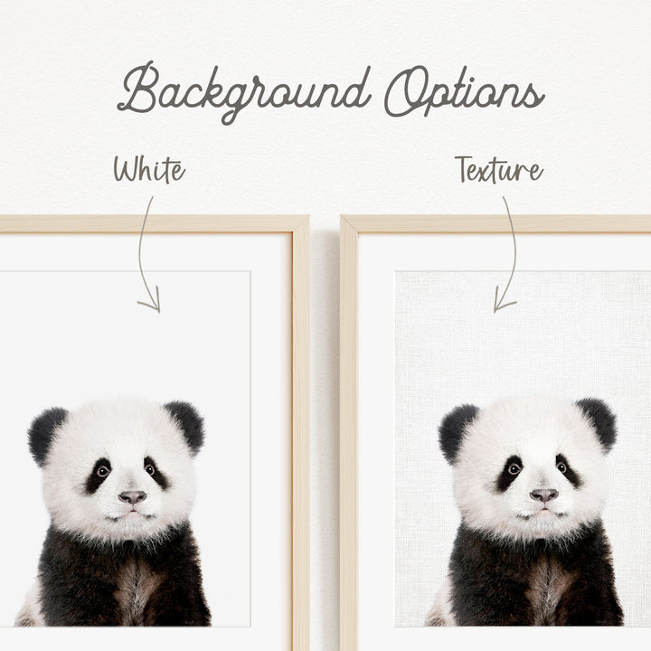 a panda bear with a white background, and there are two different backgrounds available for the panda bear.
