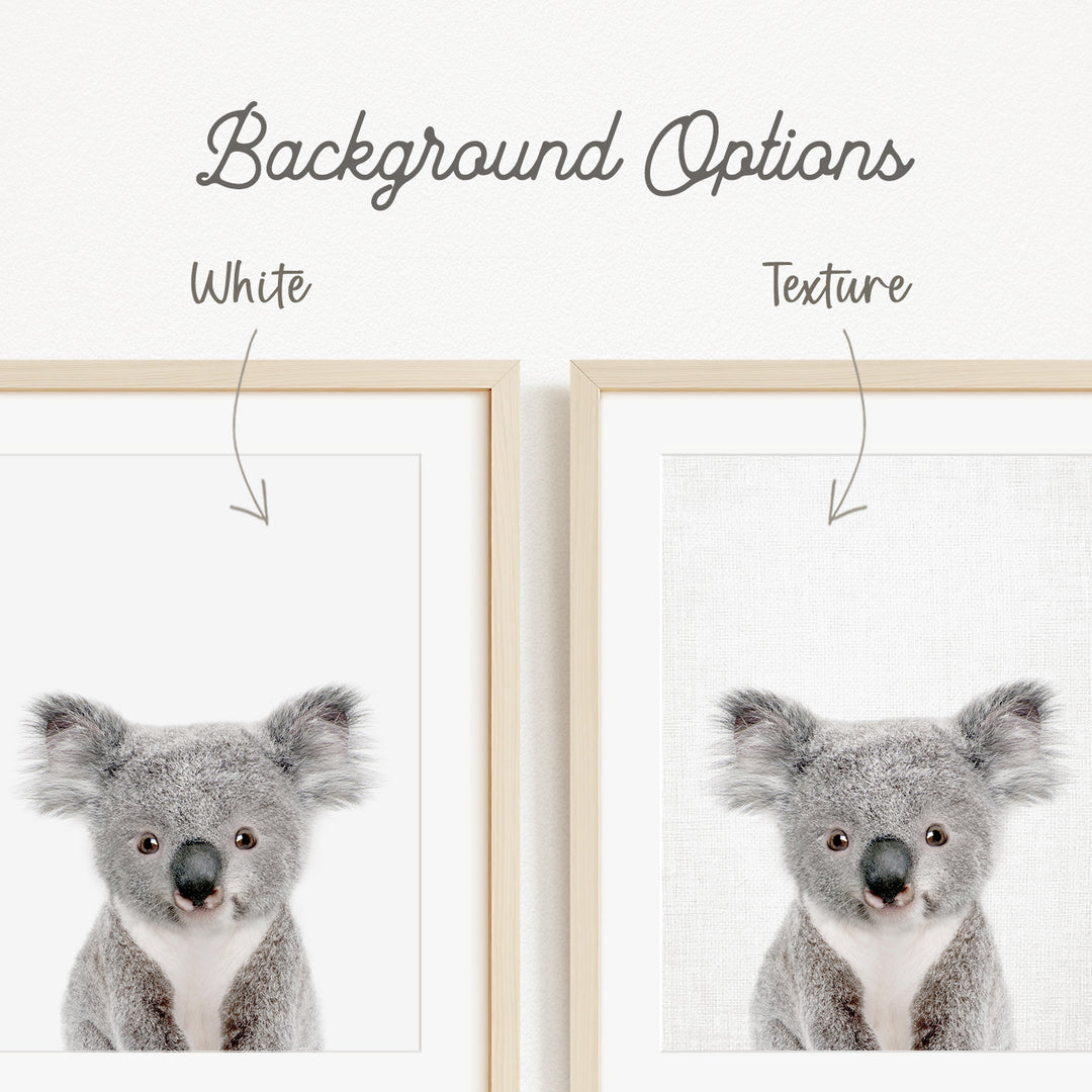 a koala bear, with two framed pictures side by side. The koala bear is depicted in two different backgrounds, one white and one gray.