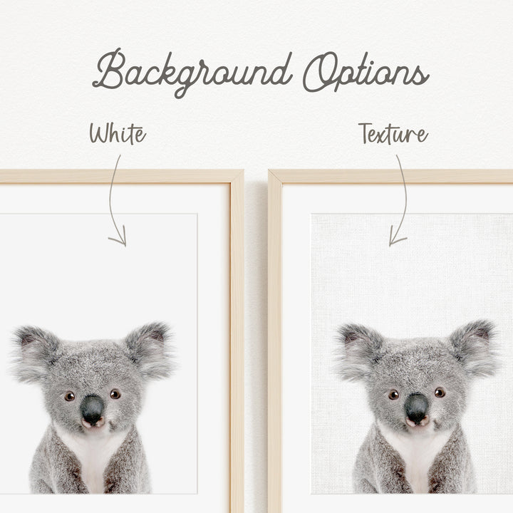a koala bear, with two framed pictures side by side. The koala bear is depicted in two different backgrounds, one white and one gray.
