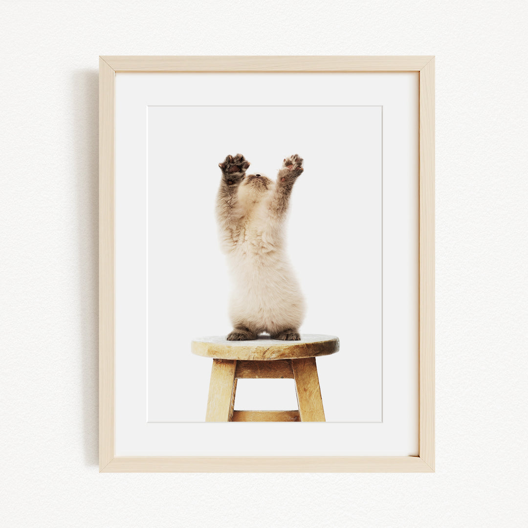 A fluffy white cat is sitting on a wooden stool, with its paws raised in the air.