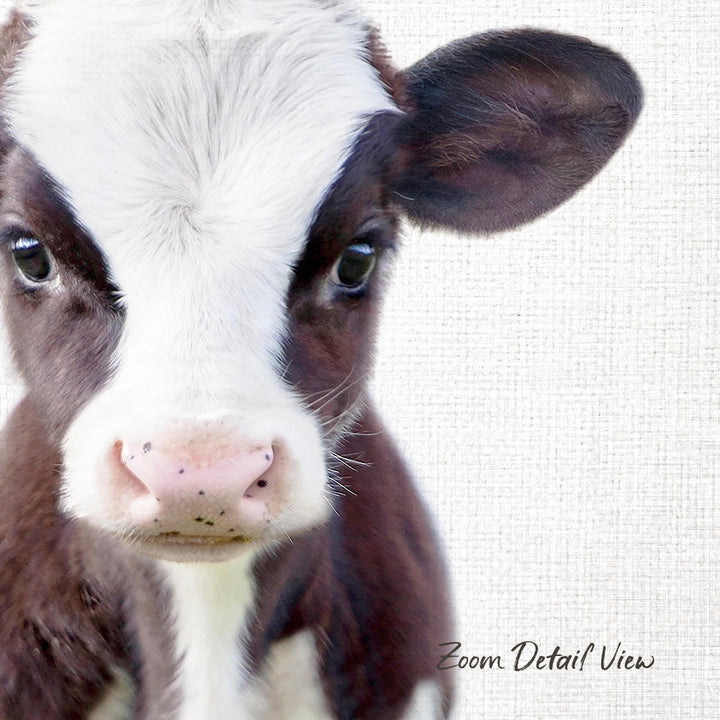 A close-up portrait of a brown and white cow with a white face and brown ears, looking directly at the camera.