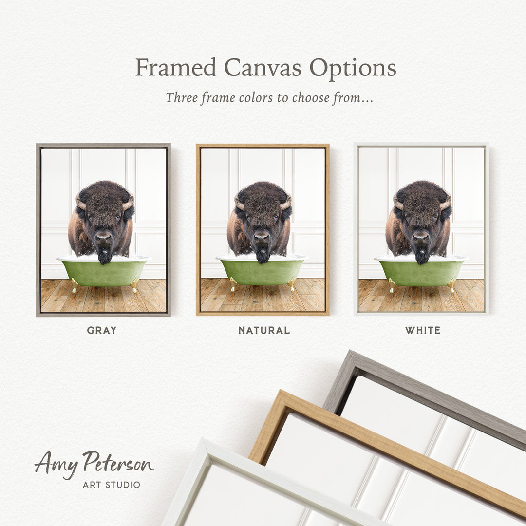 three framed canvas options, each featuring a photograph of a bison in a green bowl. The options include a gray frame, a natural frame, and a white frame. The text above the images reads " Framed Canvas Options" and "Three frame colors to choose from...". The bottom of the image includes the text " Amy Peterson ART STUDIO".