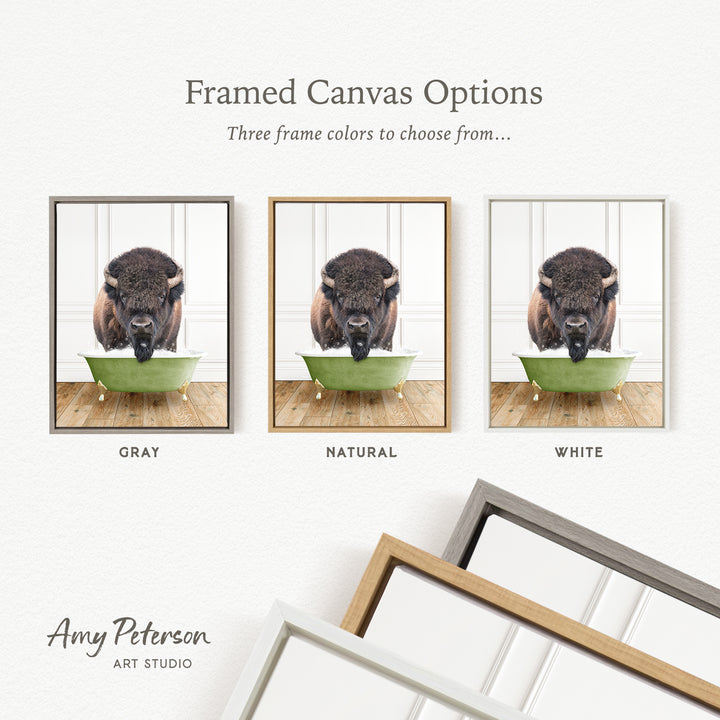 three framed canvas options, each featuring a photograph of a bison in a green bowl. The options include a gray frame, a natural frame, and a white frame. The text above the images reads " Framed Canvas Options" and "Three frame colors to choose from...". The bottom of the image includes the text " Amy Peterson ART STUDIO".