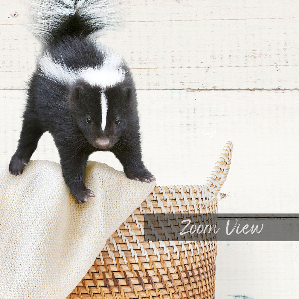A young black and white striped skunk is standing on a woven basket, with a white blanket underneath it.