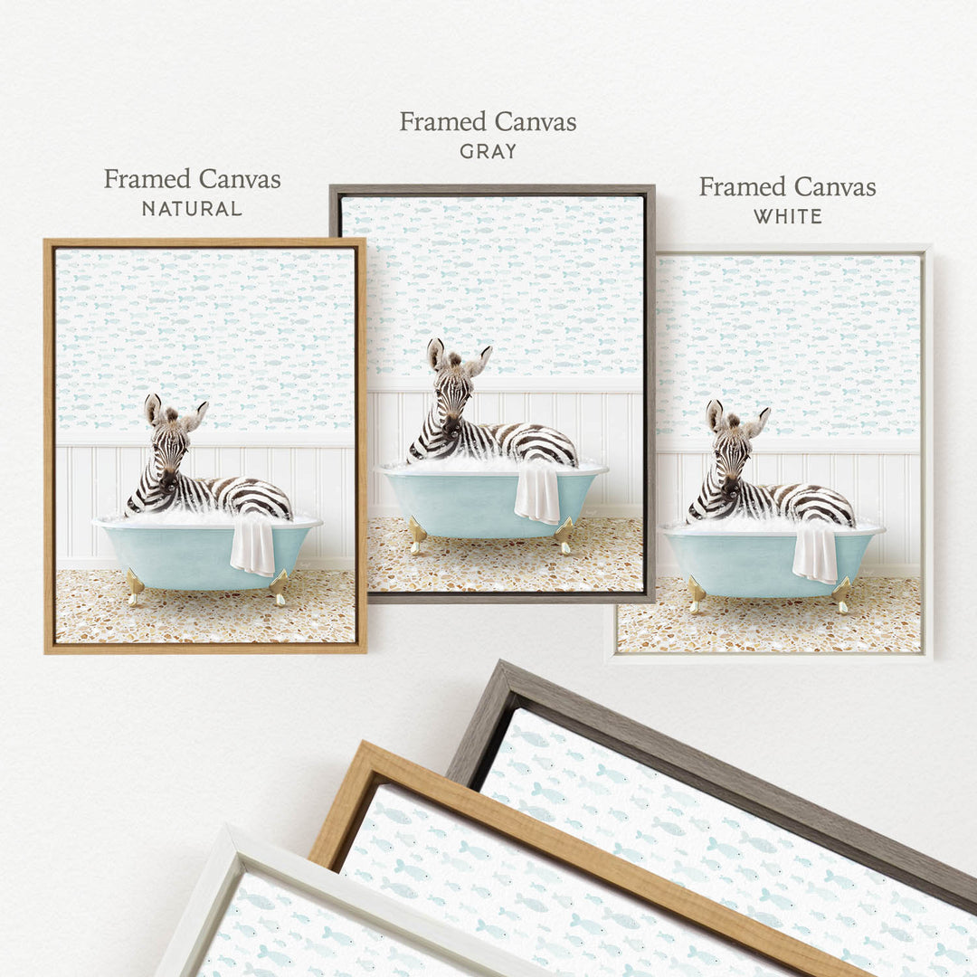 three framed prints of a zebra sitting in a bathtub, each with a different color frame.