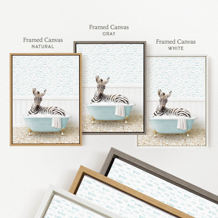 three framed prints of a zebra sitting in a bathtub, each with a different color frame.