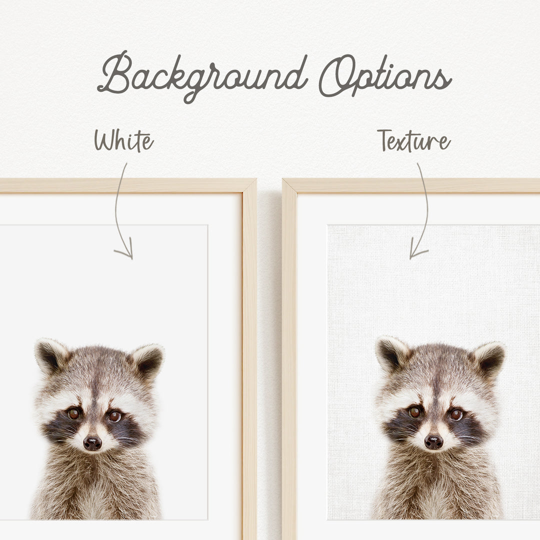 a raccoon with a white background, and there are two framed pictures of the raccoon side by side.