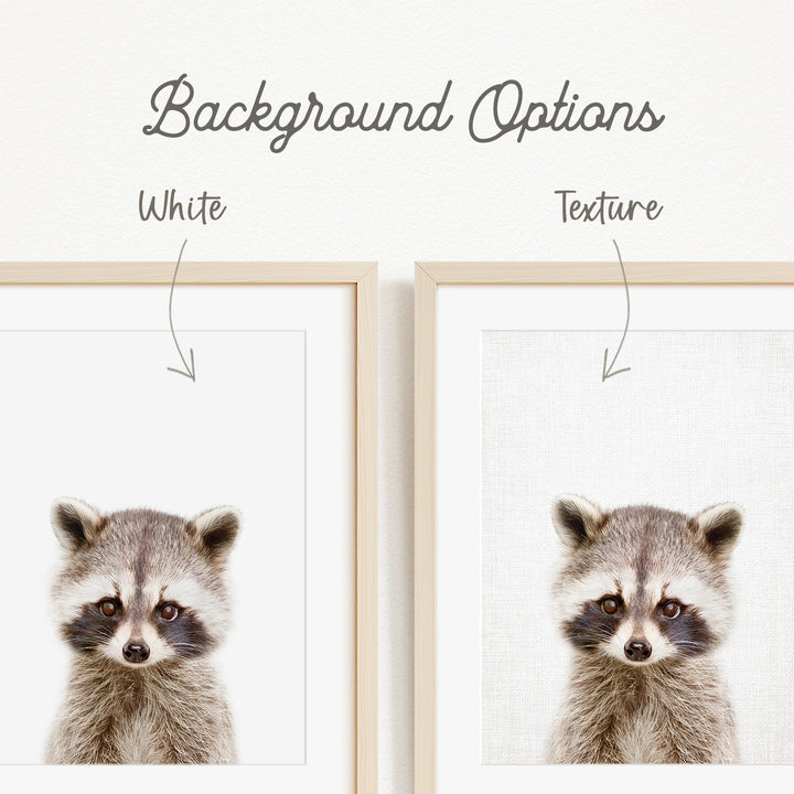 a raccoon with a white background, and there are two framed pictures of the raccoon side by side.