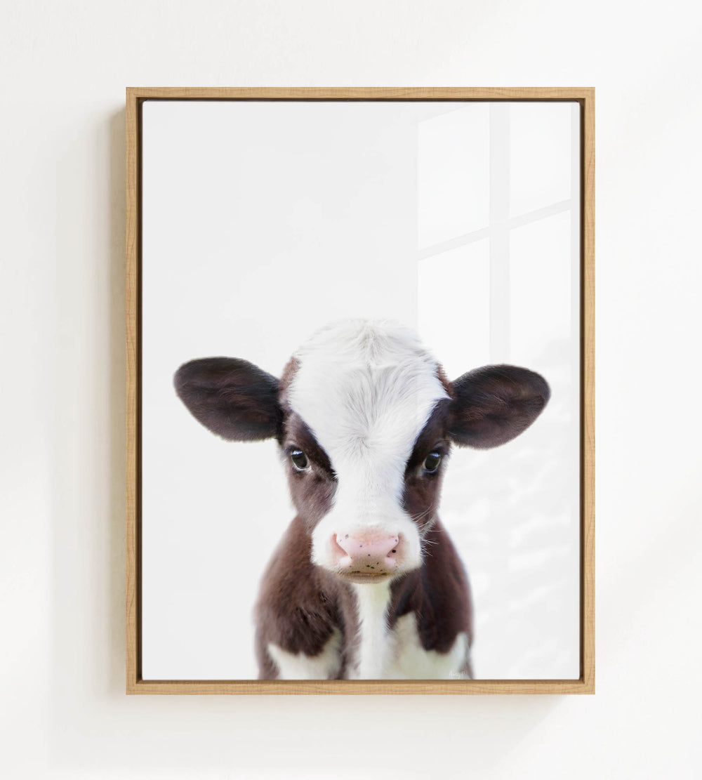 A framed photograph of a black and white cow with a curious expression, looking directly at the camera.