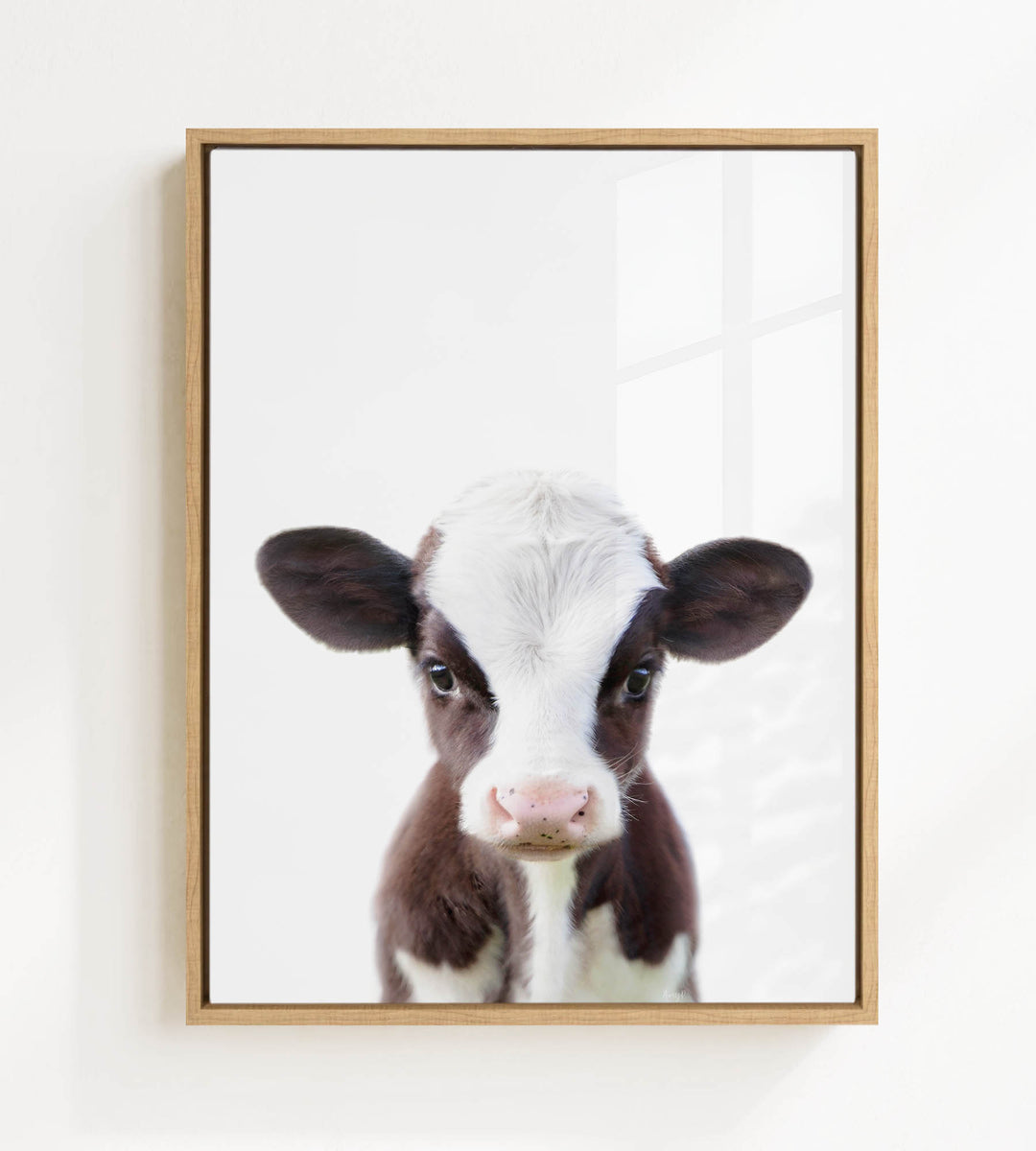 A framed photograph of a black and white cow with a curious expression, looking directly at the camera.