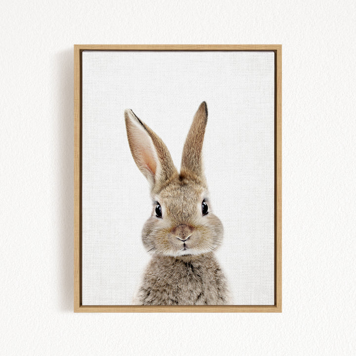 A framed image of a cute, fluffy rabbit with large ears and a curious expression.