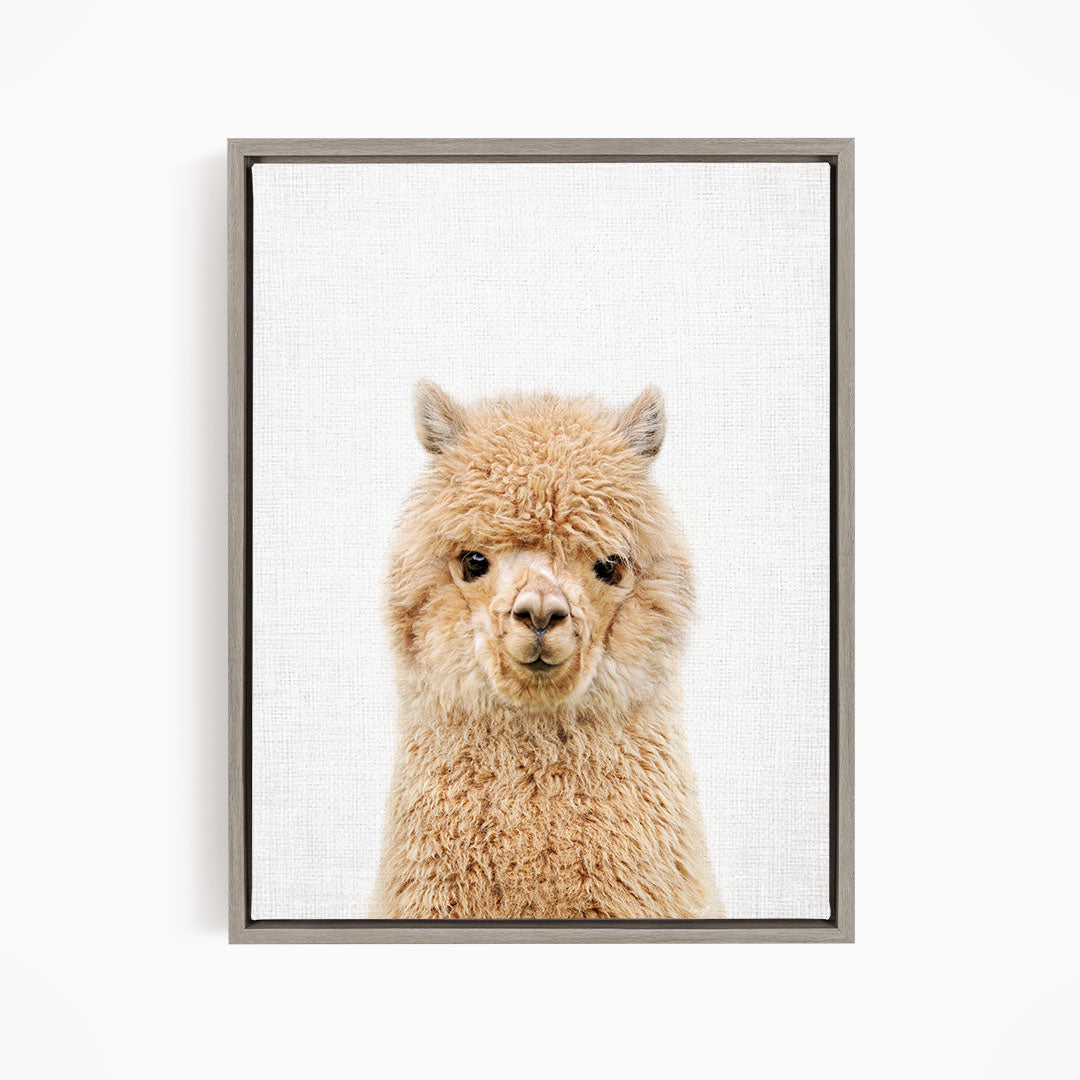 A close-up portrait of a fluffy alpaca with its head turned to the camera.