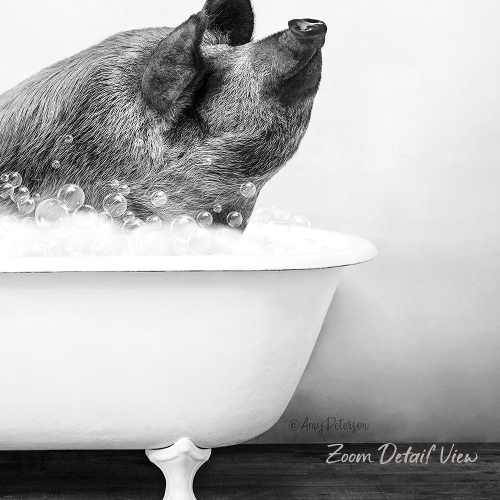 A pig sitting in a bathtub filled with bubbles, looking up with its head raised.