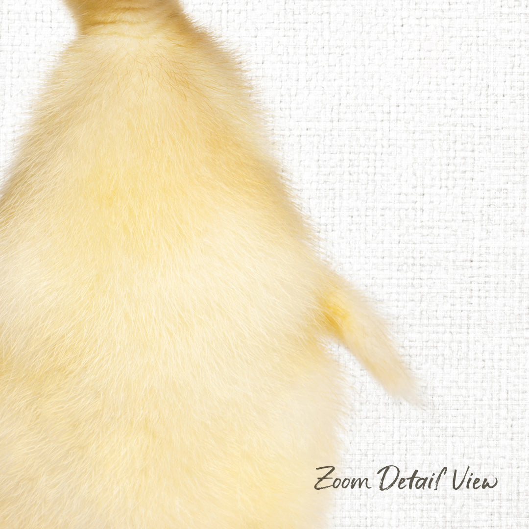 A close-up view of a fluffy, yellow duck's tail against a white background.