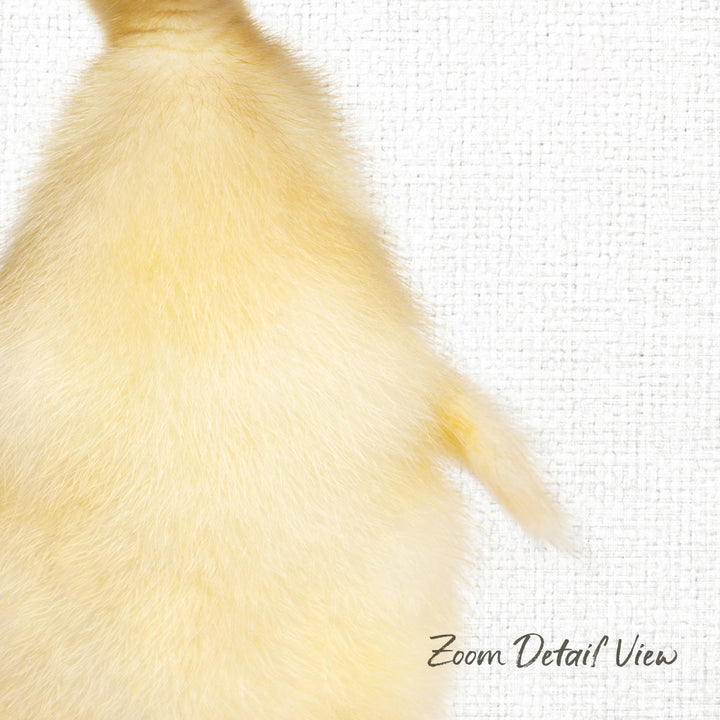 A close-up view of a fluffy, yellow duck's tail against a white background.